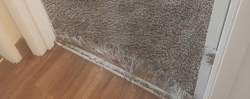 Carpet Repair Success