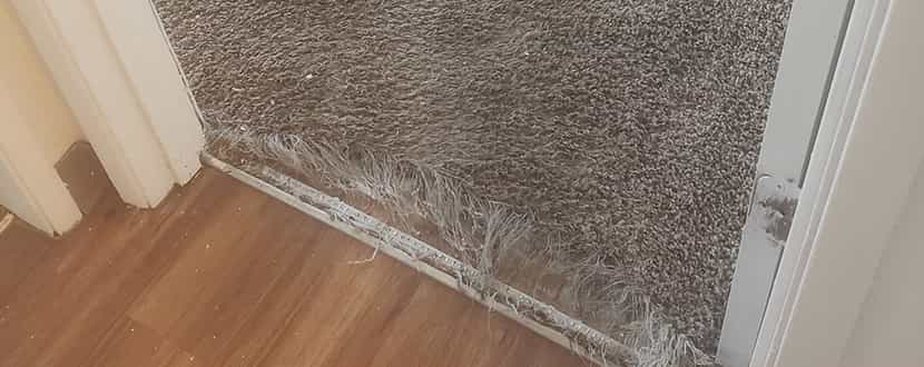 Carpet Repair Kensington